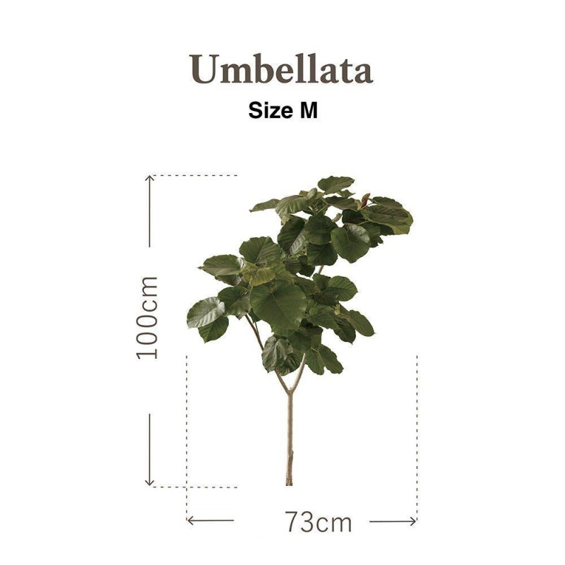 Botanical Sticker | Umbellata